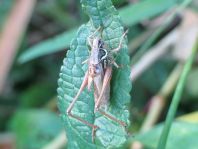 Metrioptera roeselii, Roesels Beißschrecke
