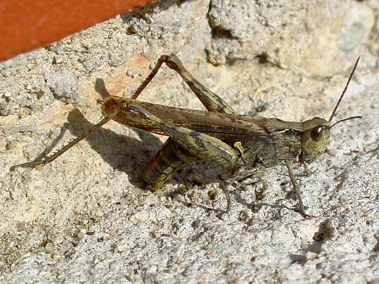 Gefleckte Keulenschrecke, Myrmeleotettix maculatus