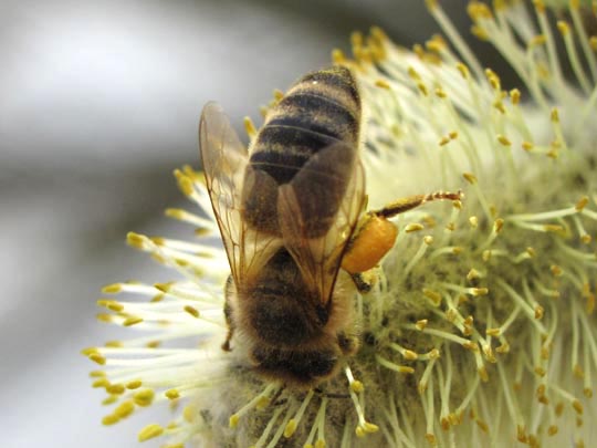 Bienen, Apiformes