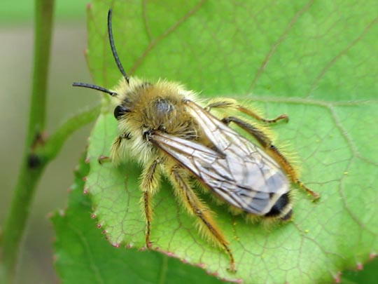 Bienen, Apiformes