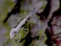 Eintagsfliege, Ephemeroptera, Exuvie