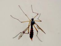 Faltenmücke, Ptychopteridae