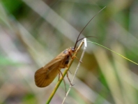 Köcherfliege, Trichoptera