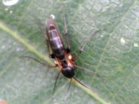 Pilzmücke, Mycetophilidae