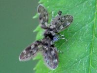 Psychodidae, Schmetterlingsmücken