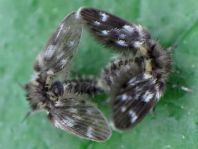 Psychodidae, Schmetterlingsmücken