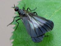 Pararhamphomyia marginata