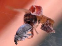 Käfer, Coleoptera