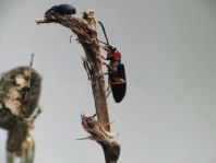 Käfer, Coleoptera