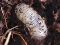 Blatthornkäfer, Scarabaeidae