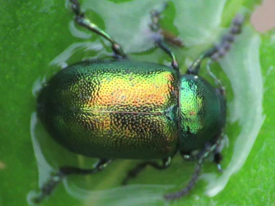 Gastrophysa viridula, Grüner Sauerampferkäfer