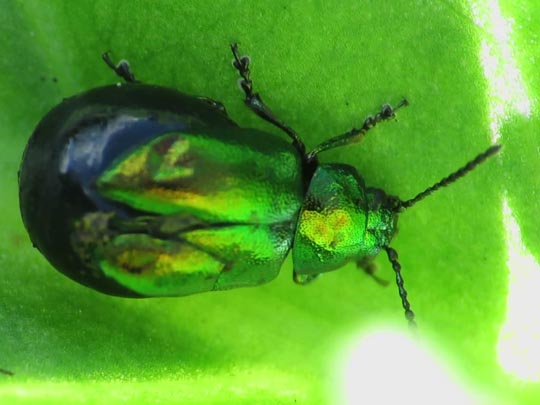 Gastrophysa viridula, Grüner Sauerampferkäfer