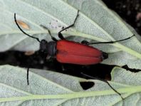 Anastrangalia sanguinolenta, Blutroter Halsbock