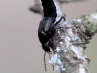 Kurzflügler, Staphylinidae