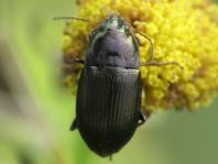 Carabidae