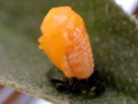 Fünfpunkt Marienkäfer, Coccinella quinquepunctata