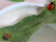 Fünfpunkt Marienkäfer, Coccinella quinquepunctata