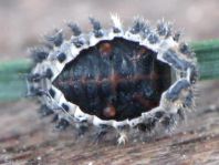 Vierfleckige Kugelmarienkäfer, Brumus (Exochomus) quadripustulatus