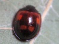 Vierfleckige Kugelmarienkäfer, Exochomus (Brumus) quadripustulatus