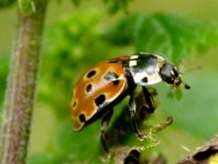 Augenmarienkäfer, Anatis ocellata