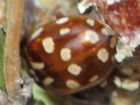 Myrrha octodecimguttata, Achtzehnfleckiger Marienkäfer