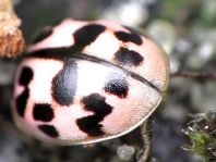 Oenopia conglobata, Kugeliger Marienkäfer