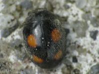 Platynaspis luteorubra, Rainfarn-Marienkäfer