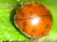 Subcoccinella vigintiquatuorpunctata, Vierundzwanzigpunkt-Marienkäfer