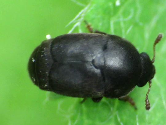 Brachypterolus sp.