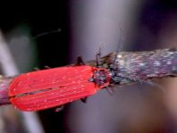 Scharlachroter Netzkäfer, Dictyoptera aurora
