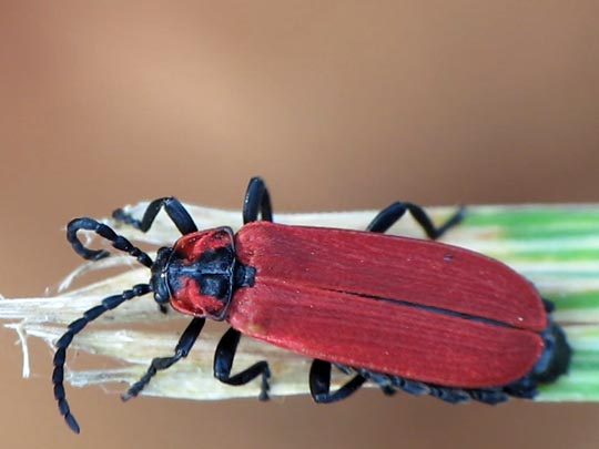 Rüssel-Rotdeckenkäfer, Lygistopterus sanguineus