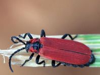 Rüssel-Rotdeckenkäfer, Lygistopterus sanguineus