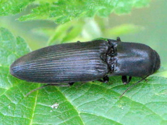 Ectinus aterrimus, Wald-Humusschnellkäfer