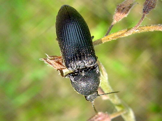 Schnellkäfer, Melanotus punctatosulcatus