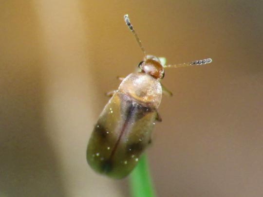 Anaspis maculata