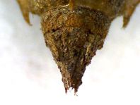 Exuvie von Libellula fulva, Spitzenfleck