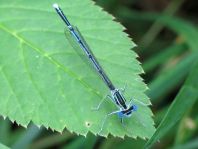 Blaue Federlibelle, Platycnemis pennipes