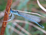 Blaue Federlibelle, Platycnemis pennipes