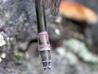 Coenagrion pulchellum, Fledermaus-Azurjungfer