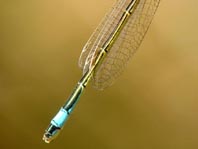 Große Pechlibelle, Ischnura elegans