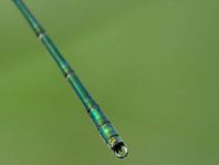 Weidenjungfer, Lestes viridis