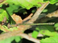 Weidenjungfer, Lestes viridis