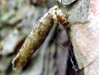 Raupe vom Röhrensackträger, Taleporia tubulosa