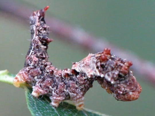 Raupe von Falcaria lacertinaria, Birken-Sichelflügler
