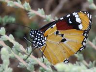 Danaus chrysippus, Kleiner Monarch