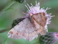 Macaria liturata, Violettgrauer Eckflügelspanner
