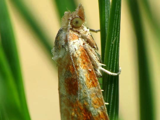 Rhyacionia buoliana, Kiefern-Knospentriebwickler