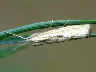 Pyralidae-Crambidae, Zünsler