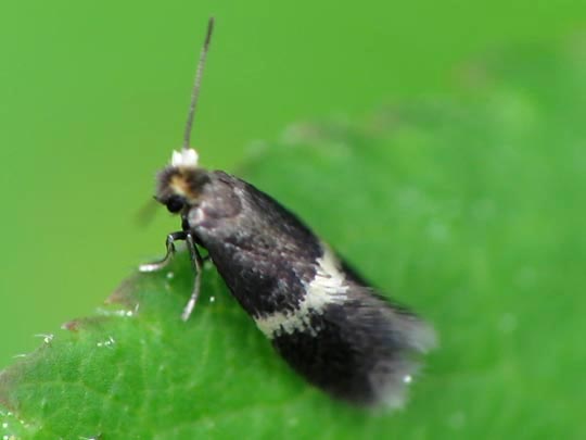 Nepticulidae, Zwergminiermotten