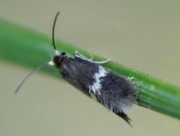 Nepticulidae, Zwergminiermotten
